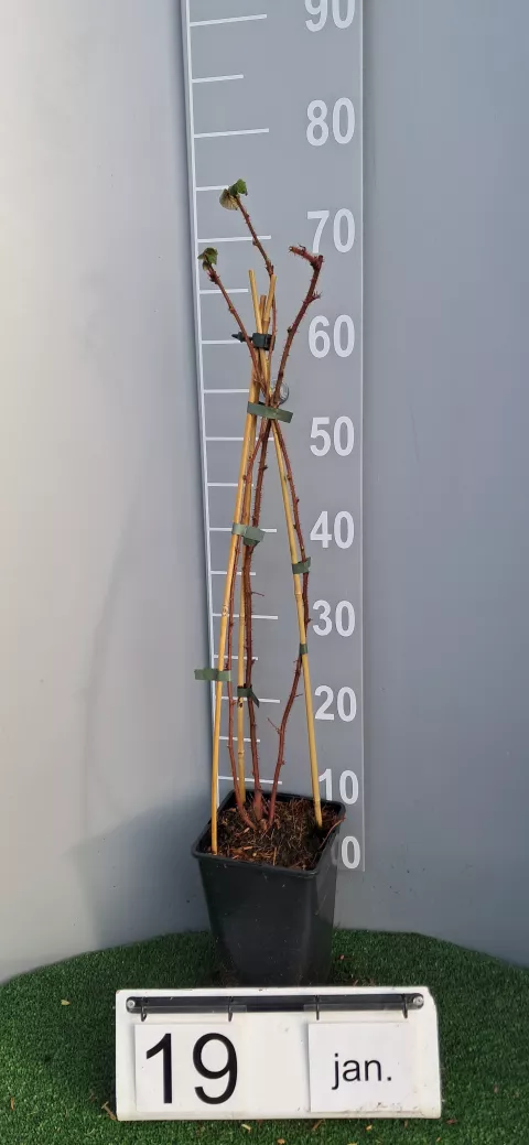 Rubus phoenicolasius