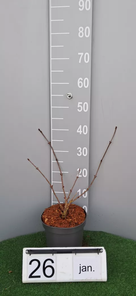 Sambucus nigra 'Haidegg 17'