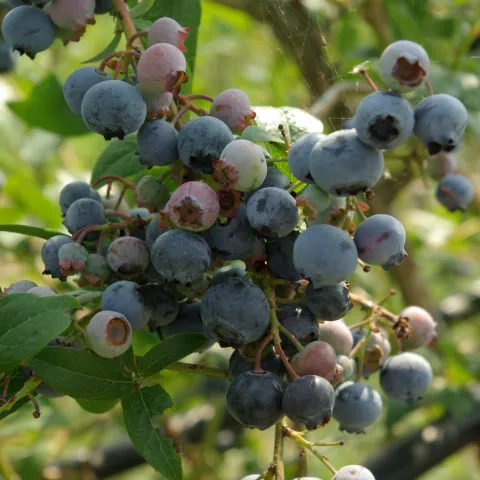 Vaccinium corymbosum 'Bluecrop'