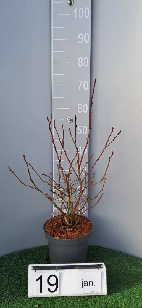 Vaccinium corymbosum 'Chandler'