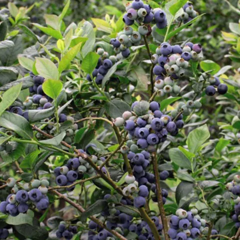 Vaccinium corymbosum 'Darrow'