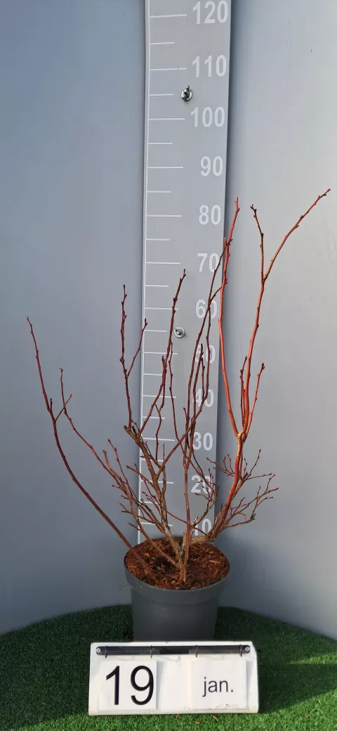 Vaccinium corymbosum 'Duke'