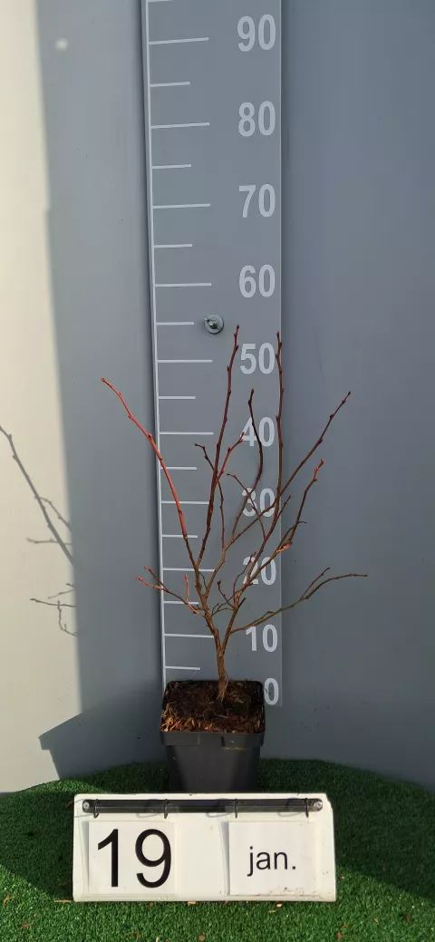 Vaccinium corymbosum 'Duke'