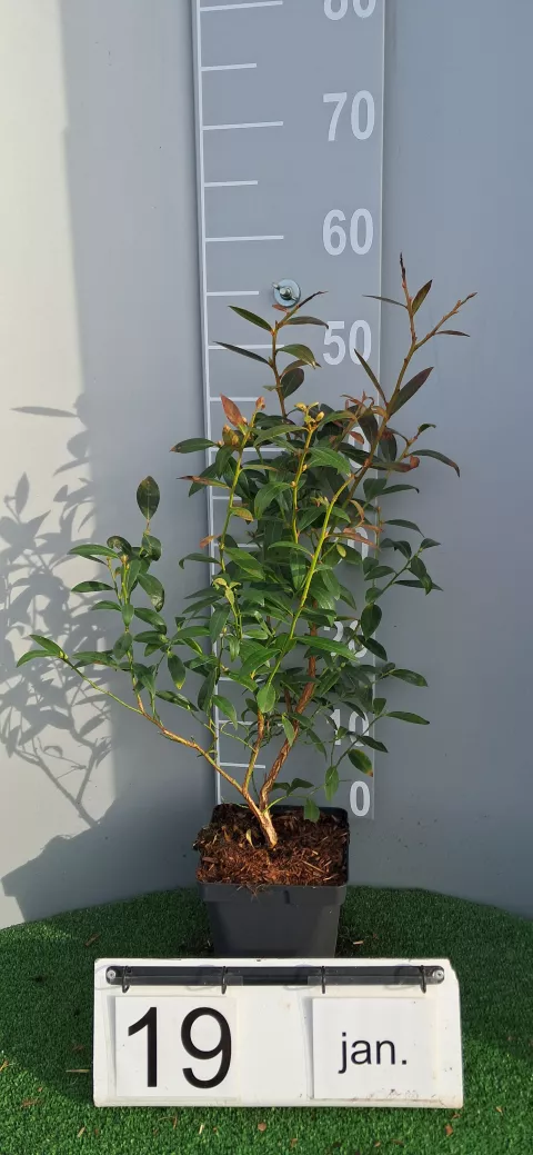 Vaccinium corymbosum 'Elliot'