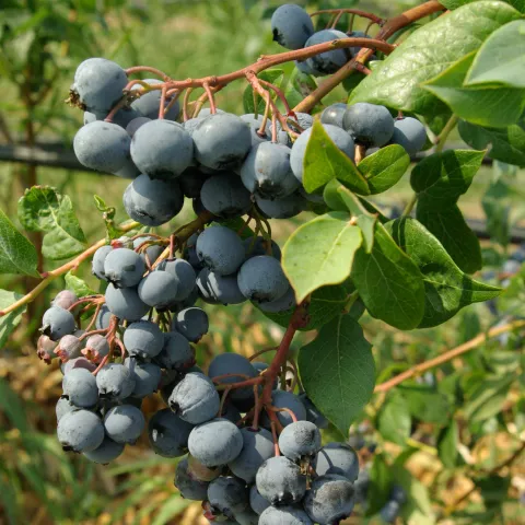 Vaccinium corymbosum 'Goldtraube 71'