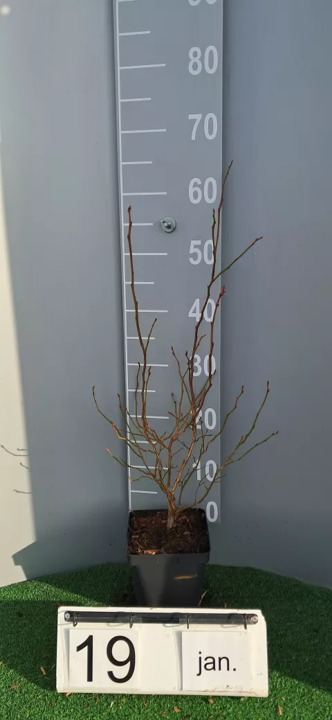 Vaccinium corymbosum 'Goldtraube 71'