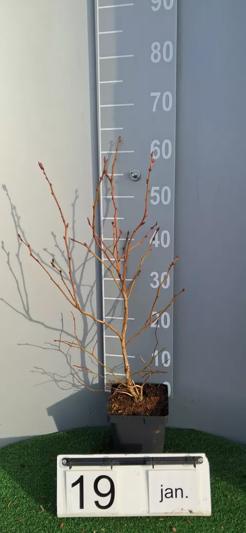 Vaccinium corymbosum 'Hardy Blue'