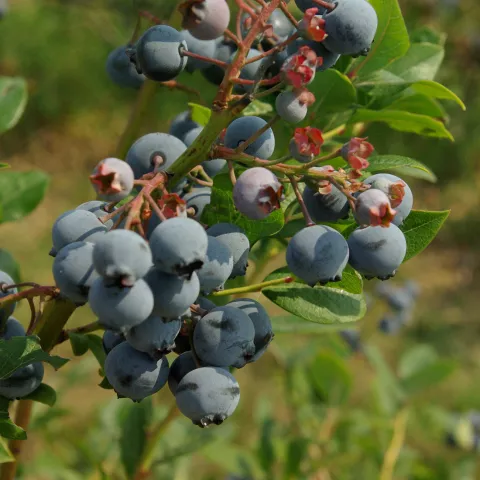 Vaccinium corymbosum 'Spartan'
