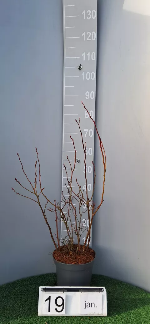 Vaccinium corymbosum 'Spartan'