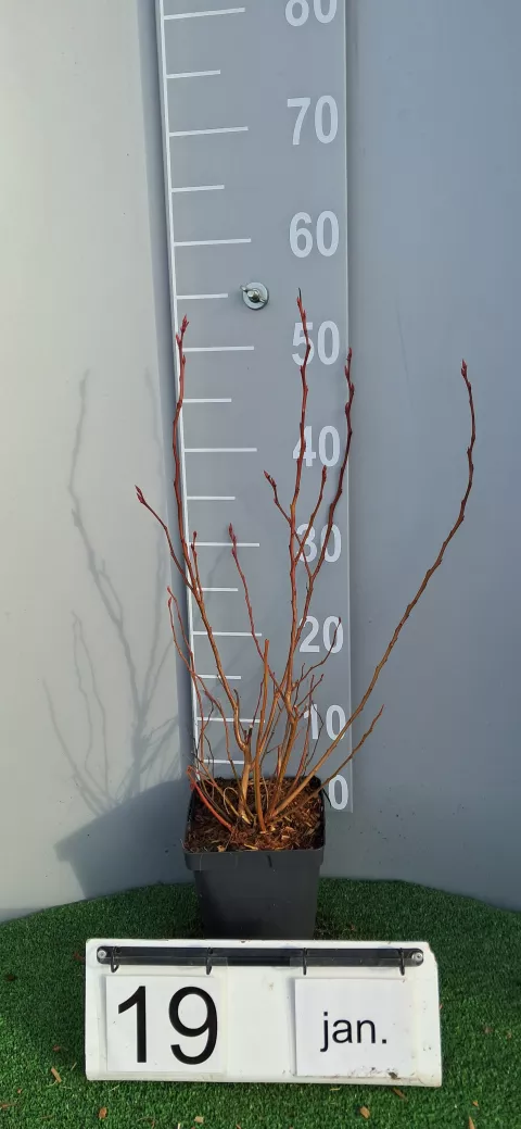 Vaccinium corymbosum 'Spartan'