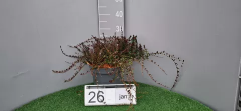 Vaccinium macrocarpon