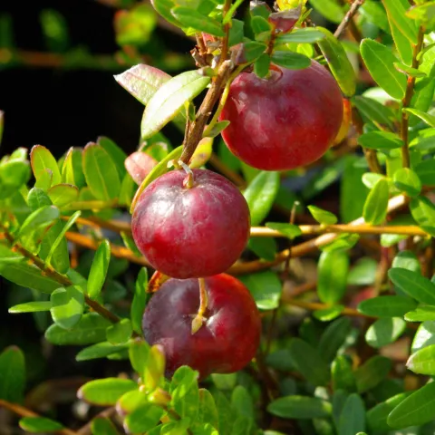 Vaccinium macrocarpon