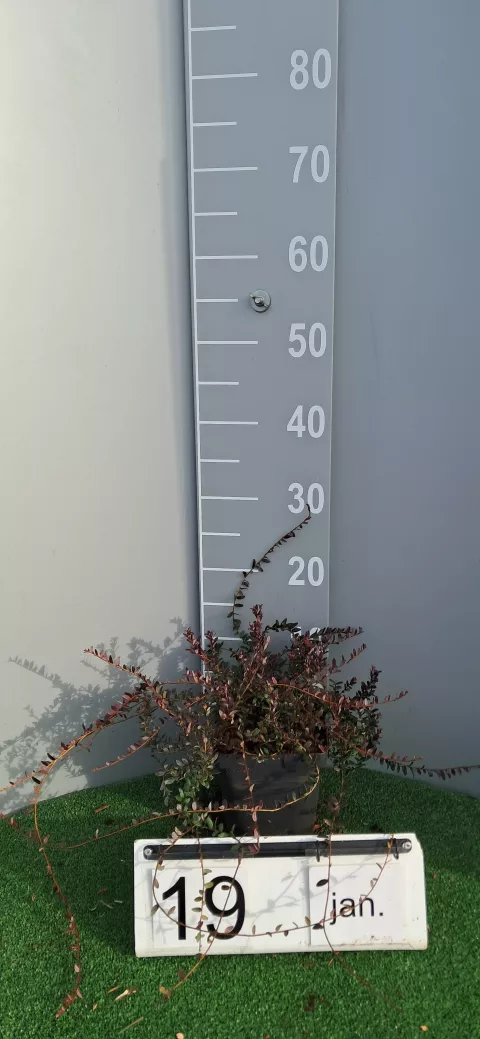 Vaccinium macrocarpon