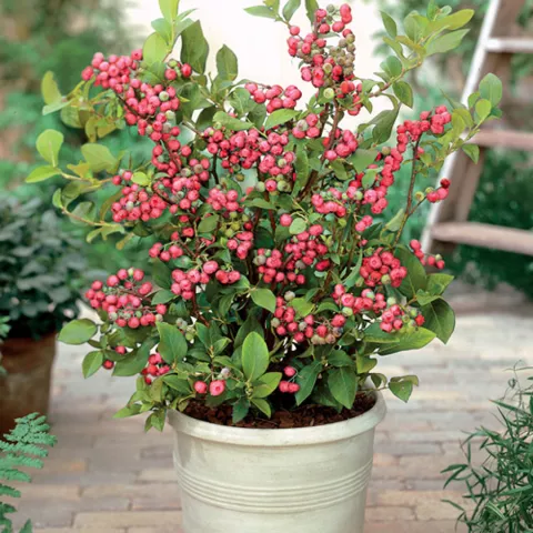 Vaccinium corymbosum 'Pink Lemonade®'