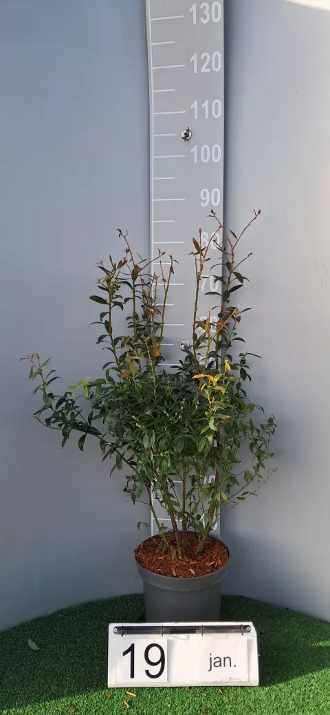 Vaccinium corymbosum 'Pink Lemonade®'