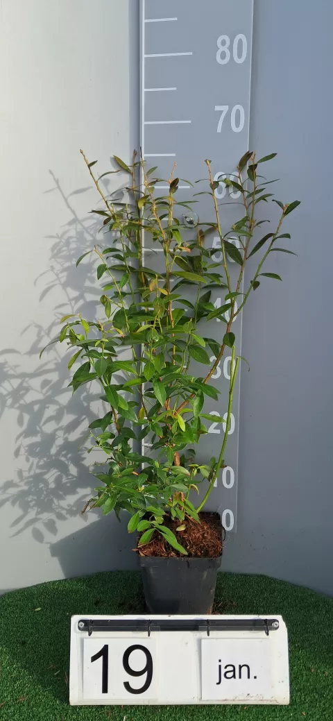 Vaccinium corymbosum 'Pink Lemonade®'