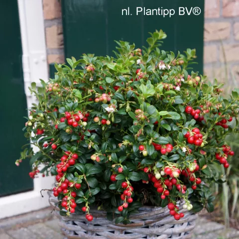 Vaccinium vitis-idaea 'Miss Cherry' ®