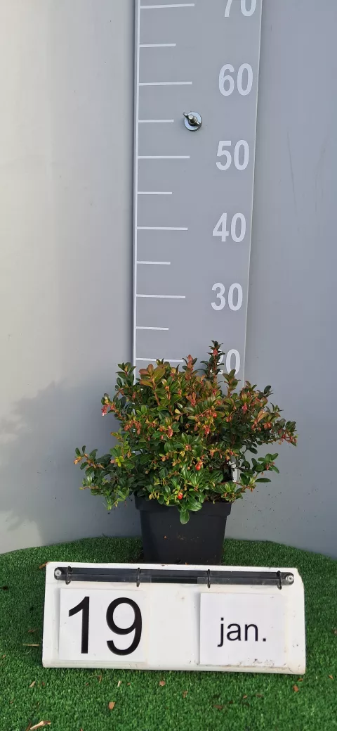 Vaccinium vitis-idaea 'Miss Cherry' ®