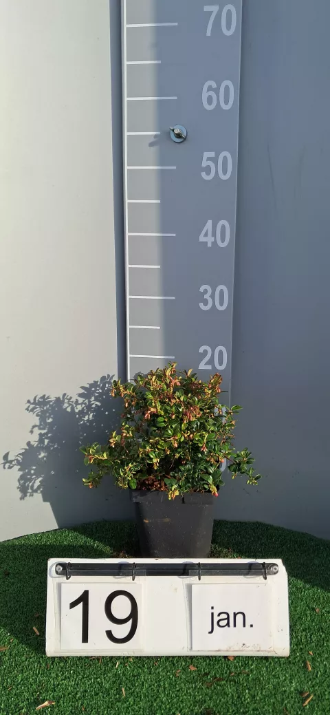 Vaccinium vitis-idaea 'Red Pearl'