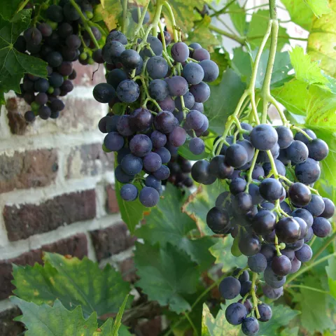 Vitis 'Boskoop Glory'