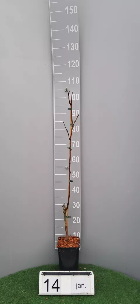 Vitis 'Boskoop Glory'