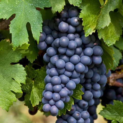 Vitis 'Frankenthaler'