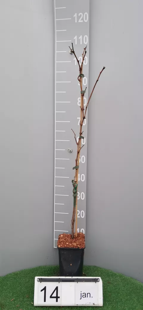 Vitis 'Frankenthaler'