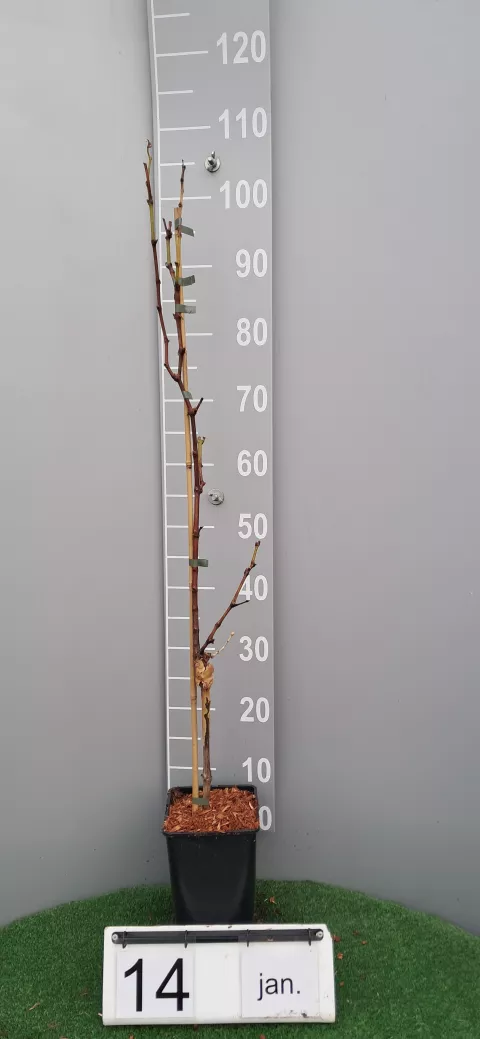 Vitis 'Muscat d'Alexandrie'