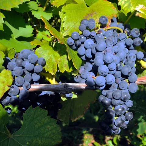 Vitis 'Marechal Foch'