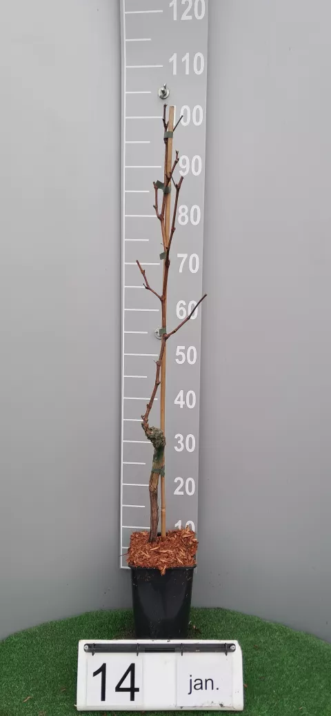 Vitis 'Marechal Foch'