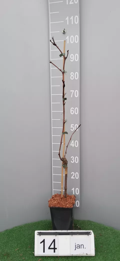 Vitis 'New York Muscat'