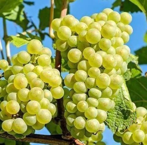 Vitis 'Vroege Van Der Laan'