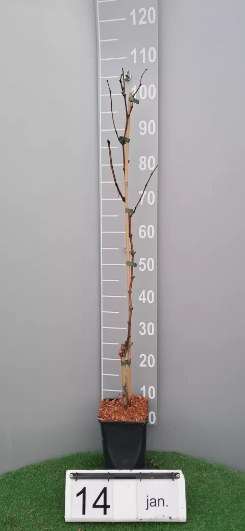 Vitis 'Vroege Van Der Laan'