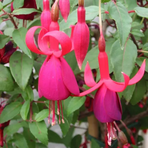 Fuchsia 'Charming