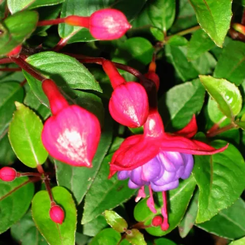Fuchsia 'Dollar Princess'