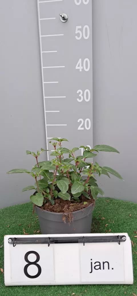 Fuchsia 'Dollar Princess'