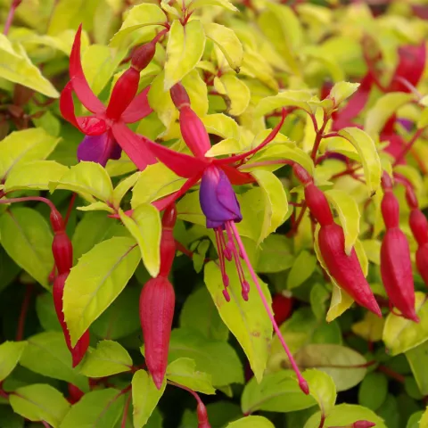 Fuchsia 'Genii'