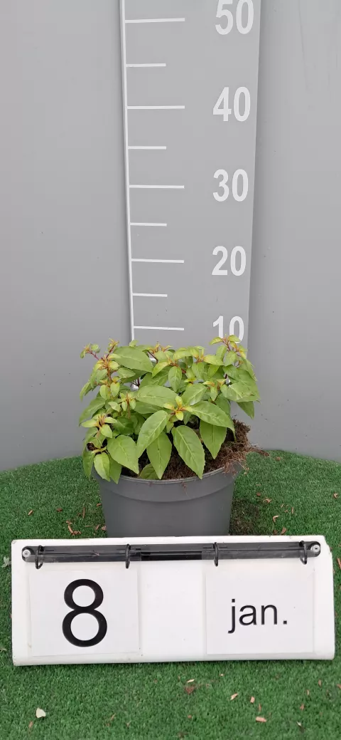 Fuchsia 'Genii'
