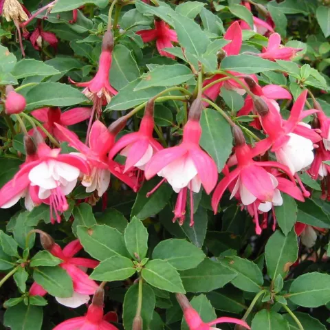 Fuchsia 'Lady Thumb'