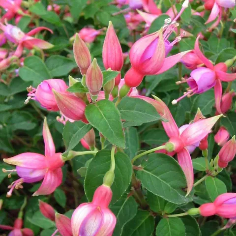 Fuchsia 'Margret'
