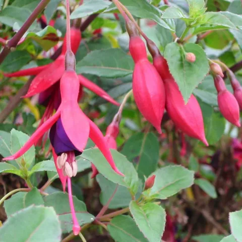 Fuchsia 'Mrs Popple'