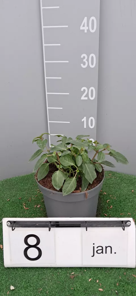 Fuchsia 'Mrs Popple'