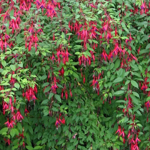 Fuchsia 'Riccartonii'