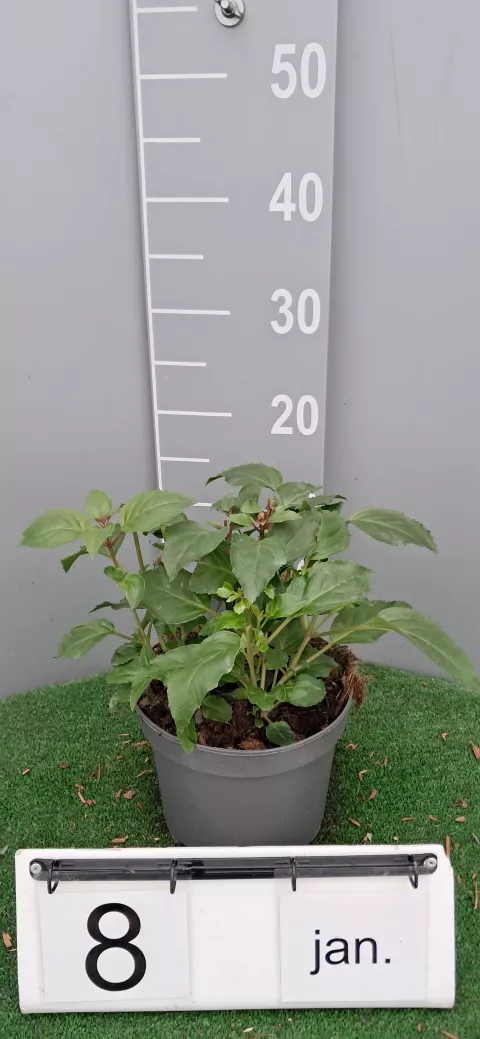 Fuchsia 'Shrimp Cocktail'