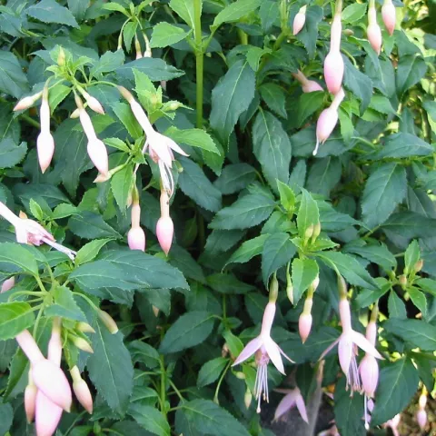 Fuchsia 'Whiteknight Pearl'