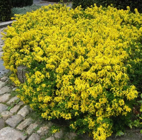 Genista pilosa 'Vancouver Gold'