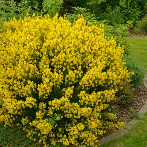 Genista tinctoria
