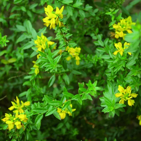 Genista tinctoria 'Royal Gold'