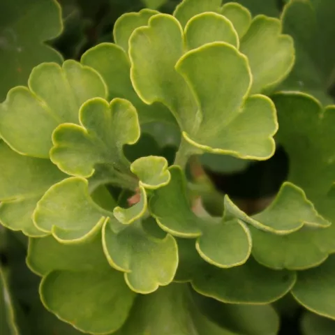 Ginkgo biloba 'Mariken'