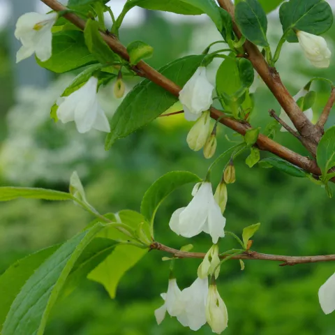 Halesia carolina